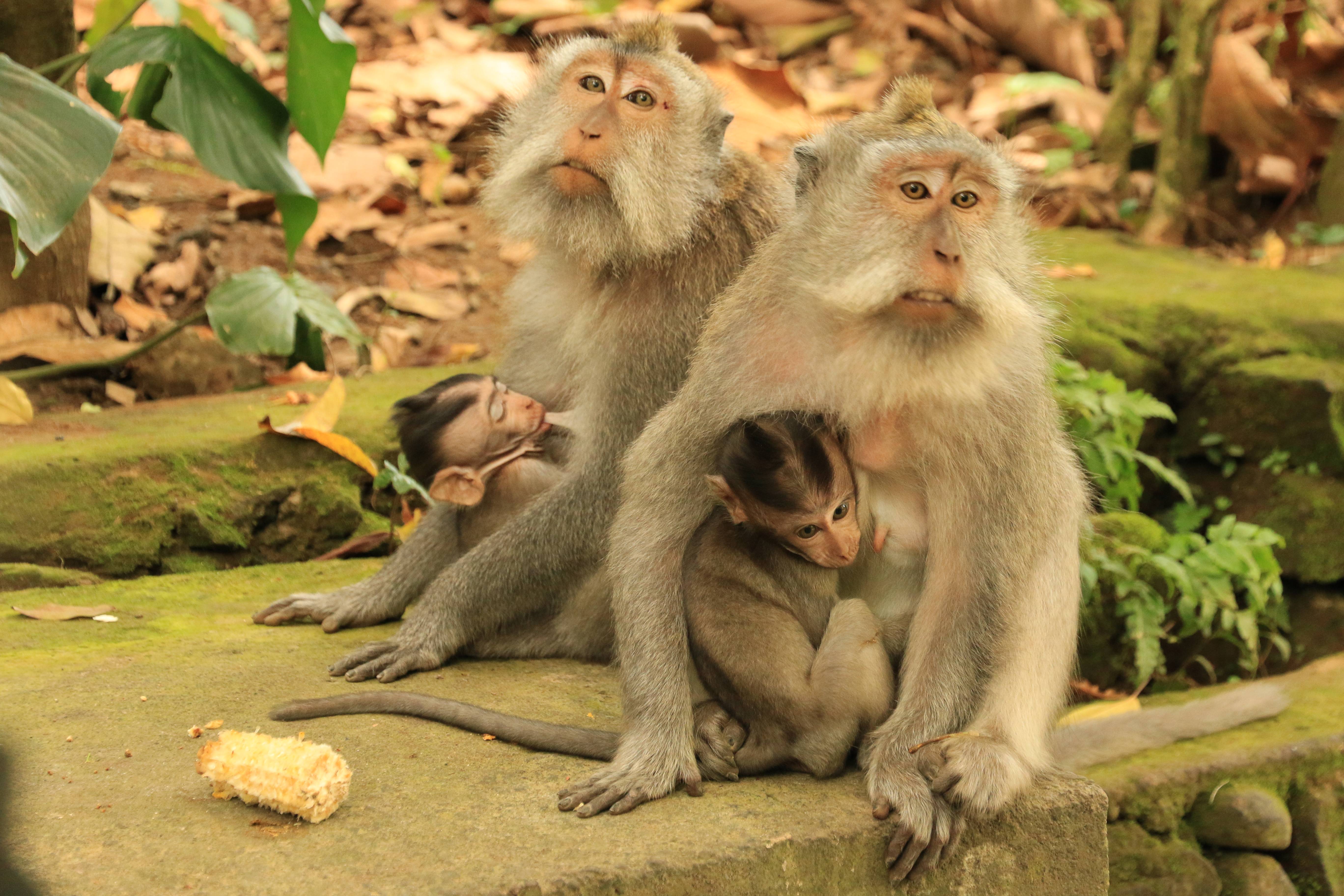 Ubud monkeys